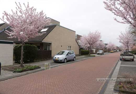 Tulpstraat (Bloembuurt)